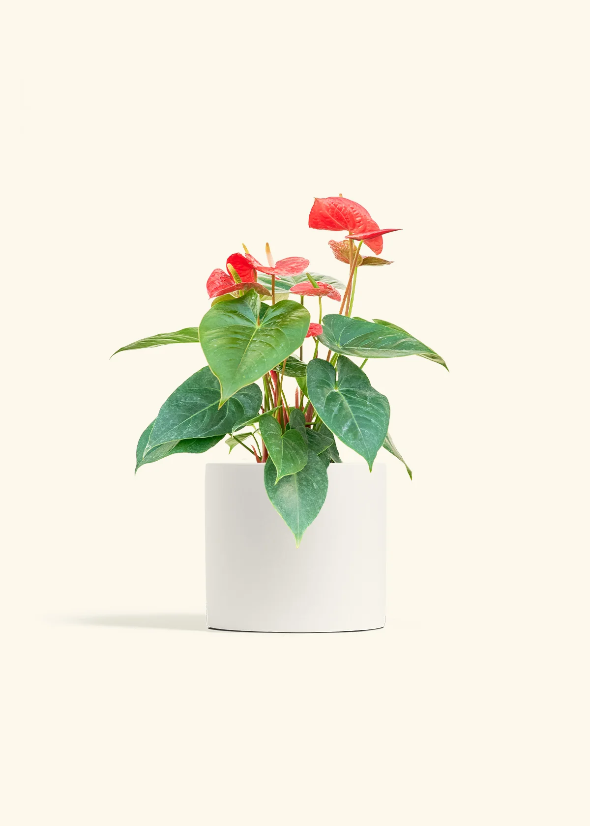 Anthurium 'Red Flamingo', Medium - Image 4