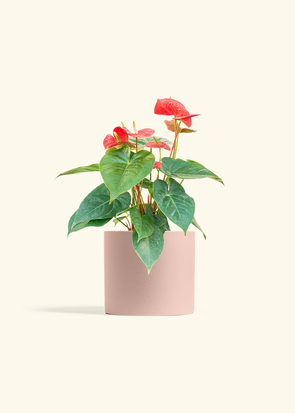 Anthurium 'Red Flamingo', Medium - Image 5