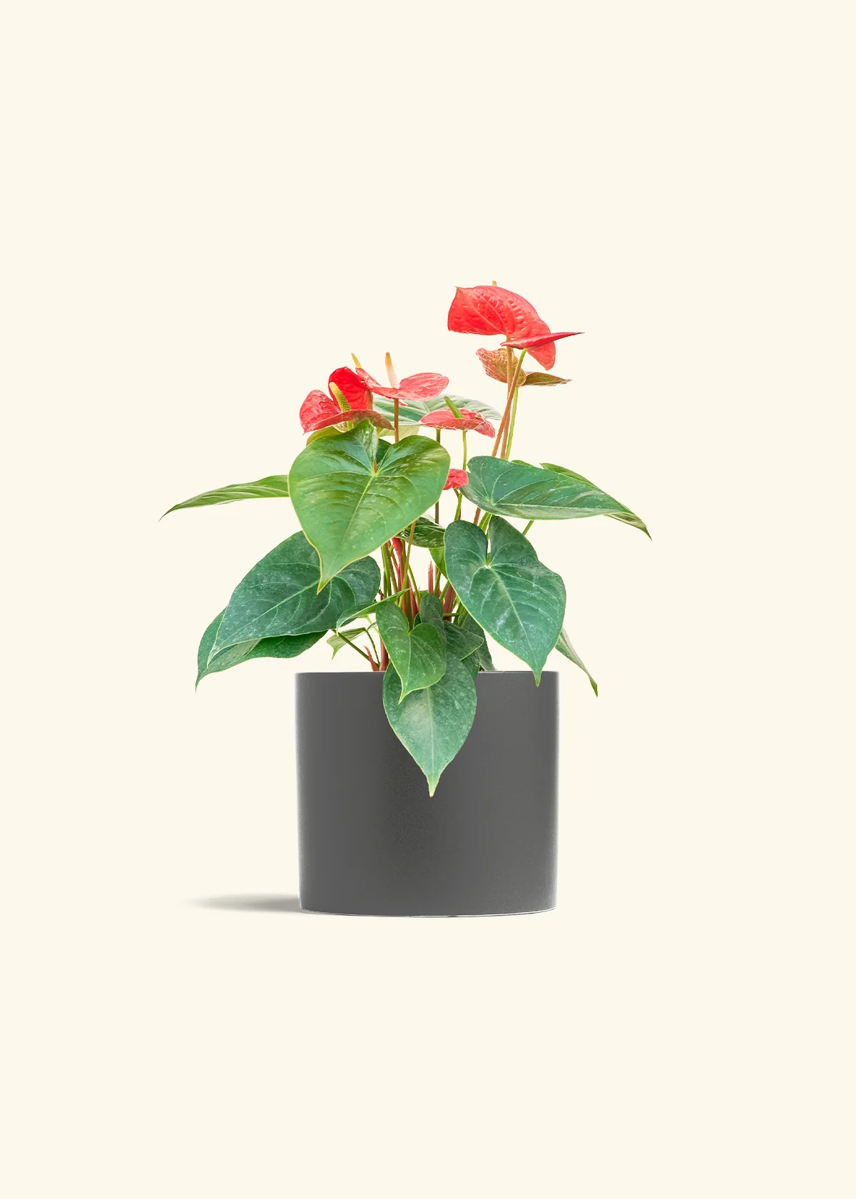 Anthurium 'Red Flamingo', Medium - Image 6
