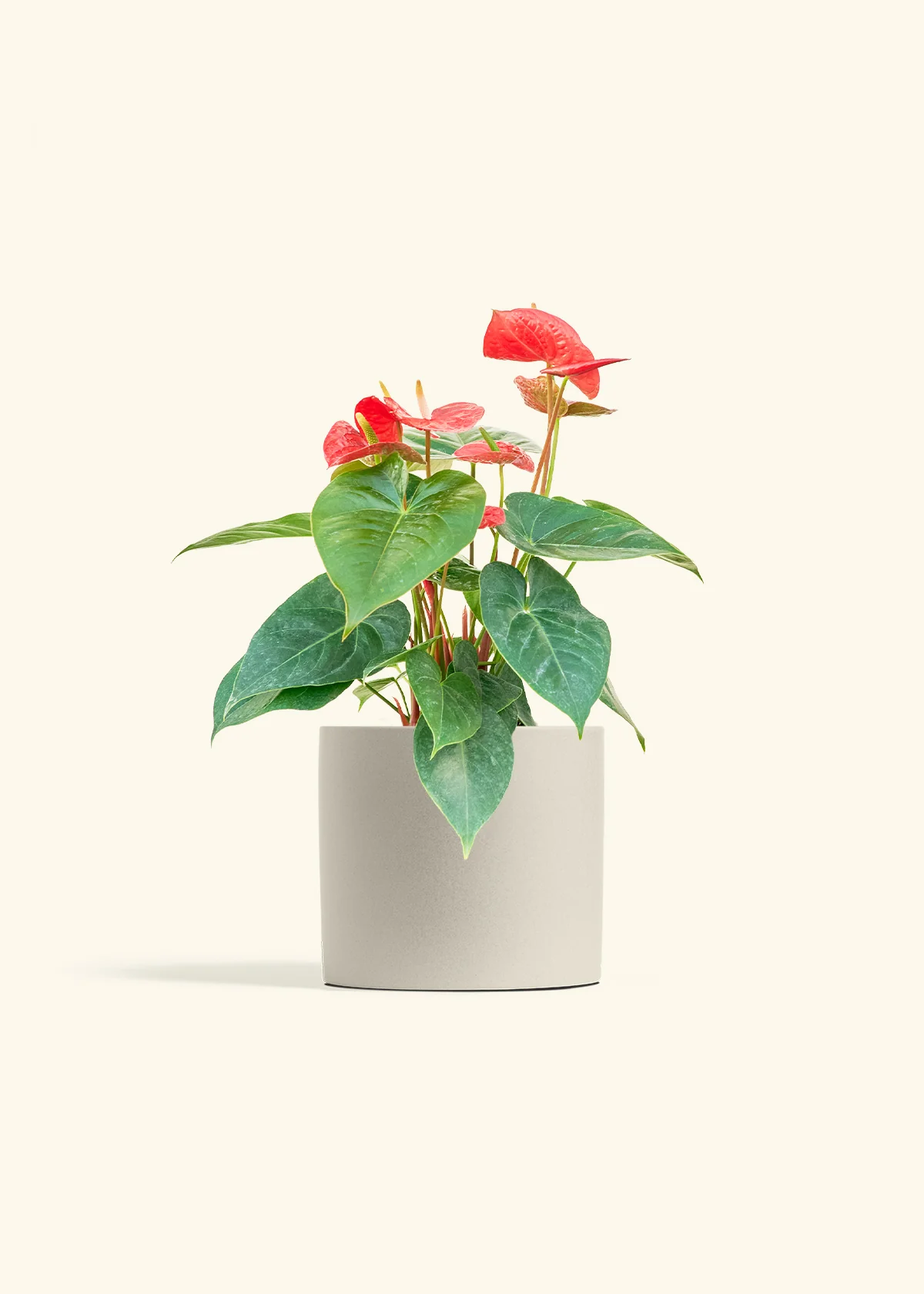 Anthurium 'Red Flamingo', Medium - Image 7