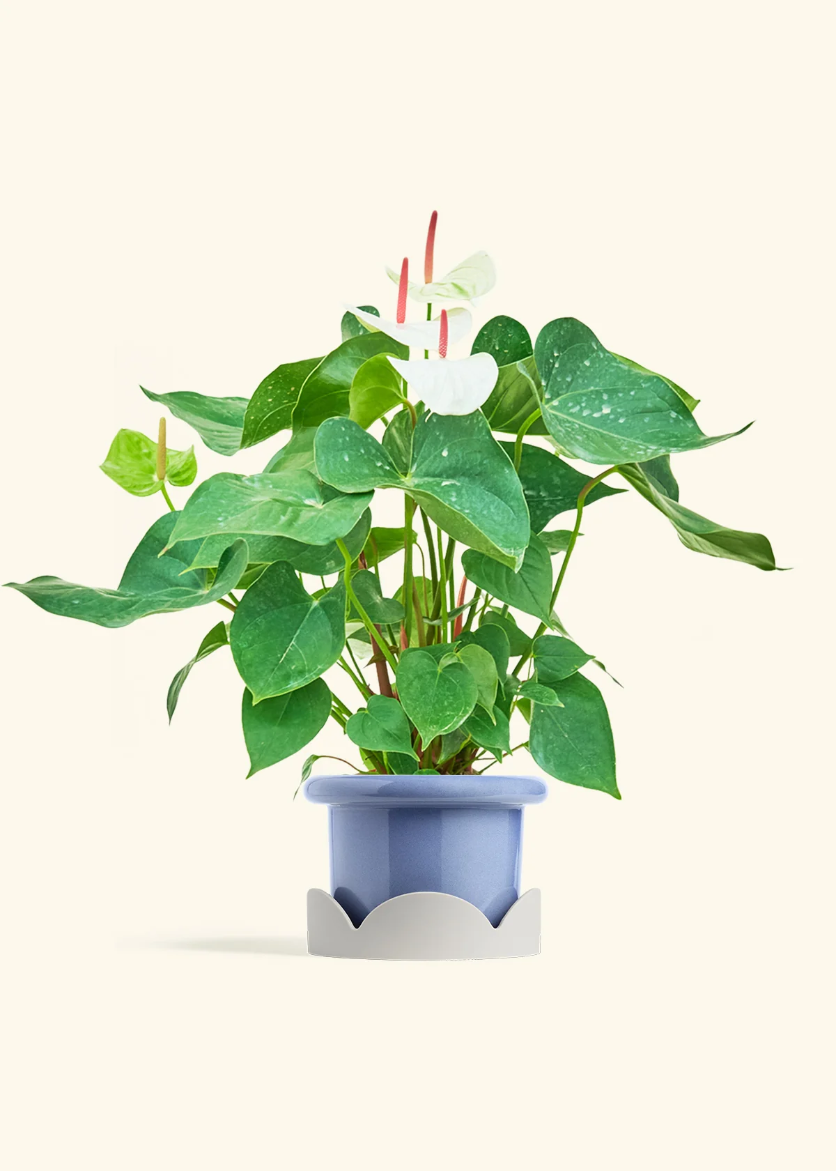 Anthurium 'White Flamingo', Medium - Image 10