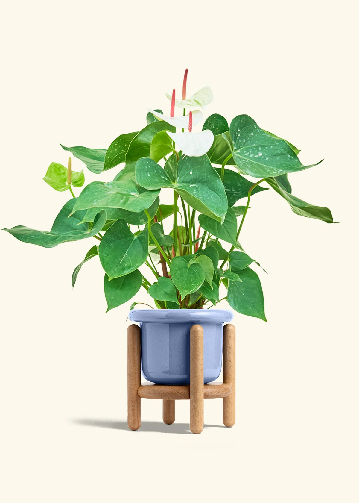 Anthurium 'White Flamingo', Medium - Image 11