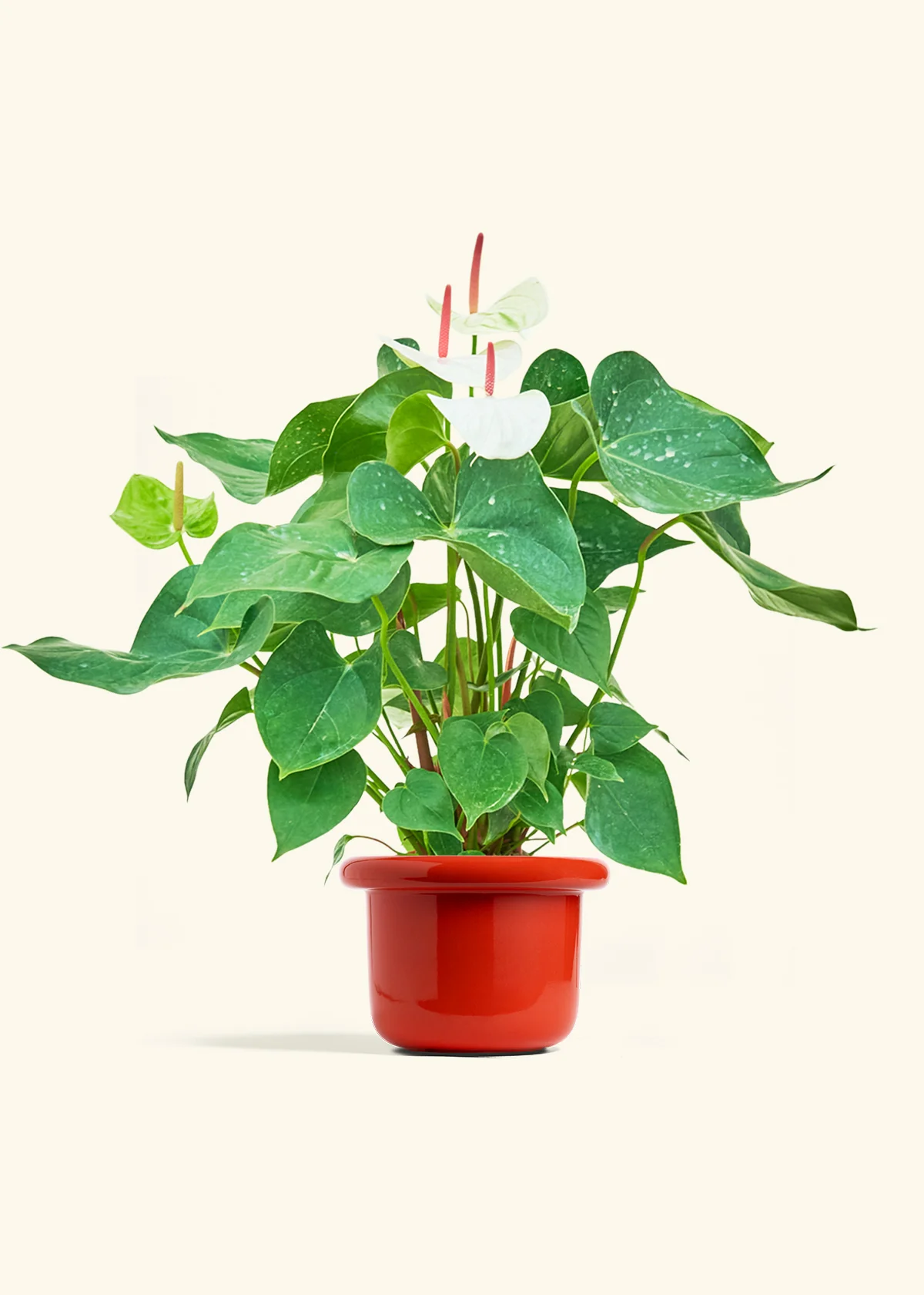 Anthurium 'White Flamingo', Medium - Image 12