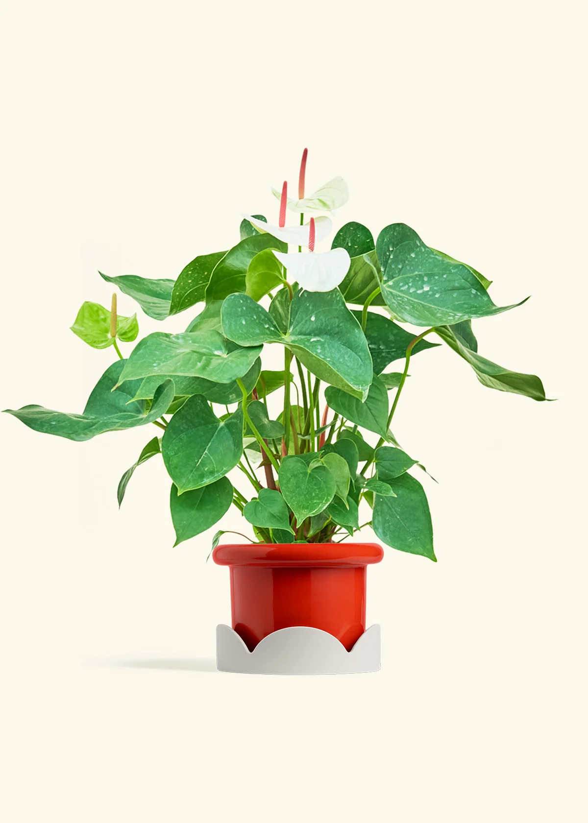 Anthurium 'White Flamingo', Medium - Image 14