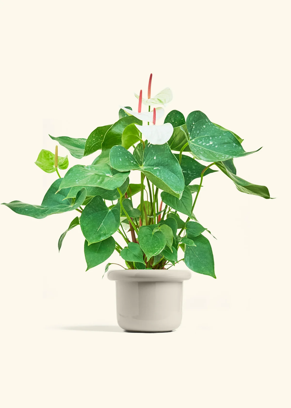 Anthurium 'White Flamingo', Medium - Image 16