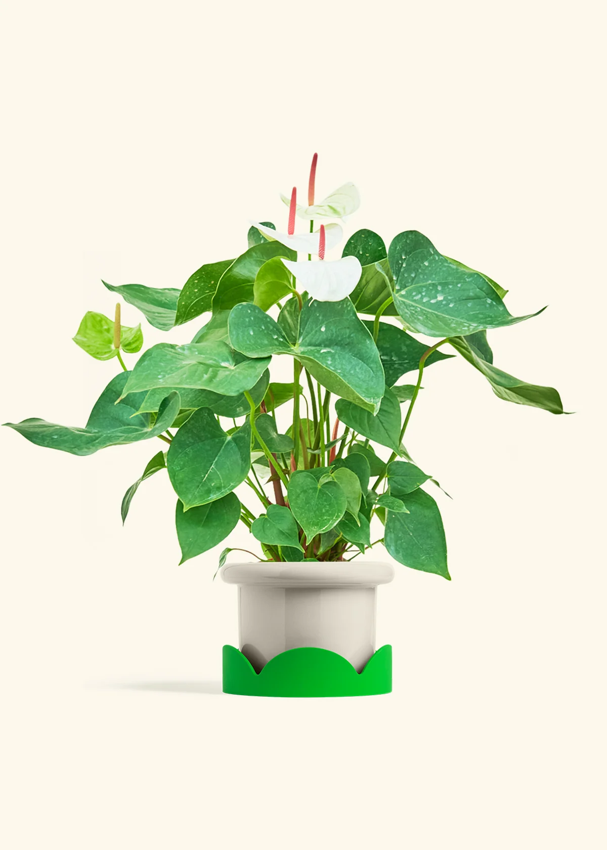 Anthurium 'White Flamingo', Medium - Image 17