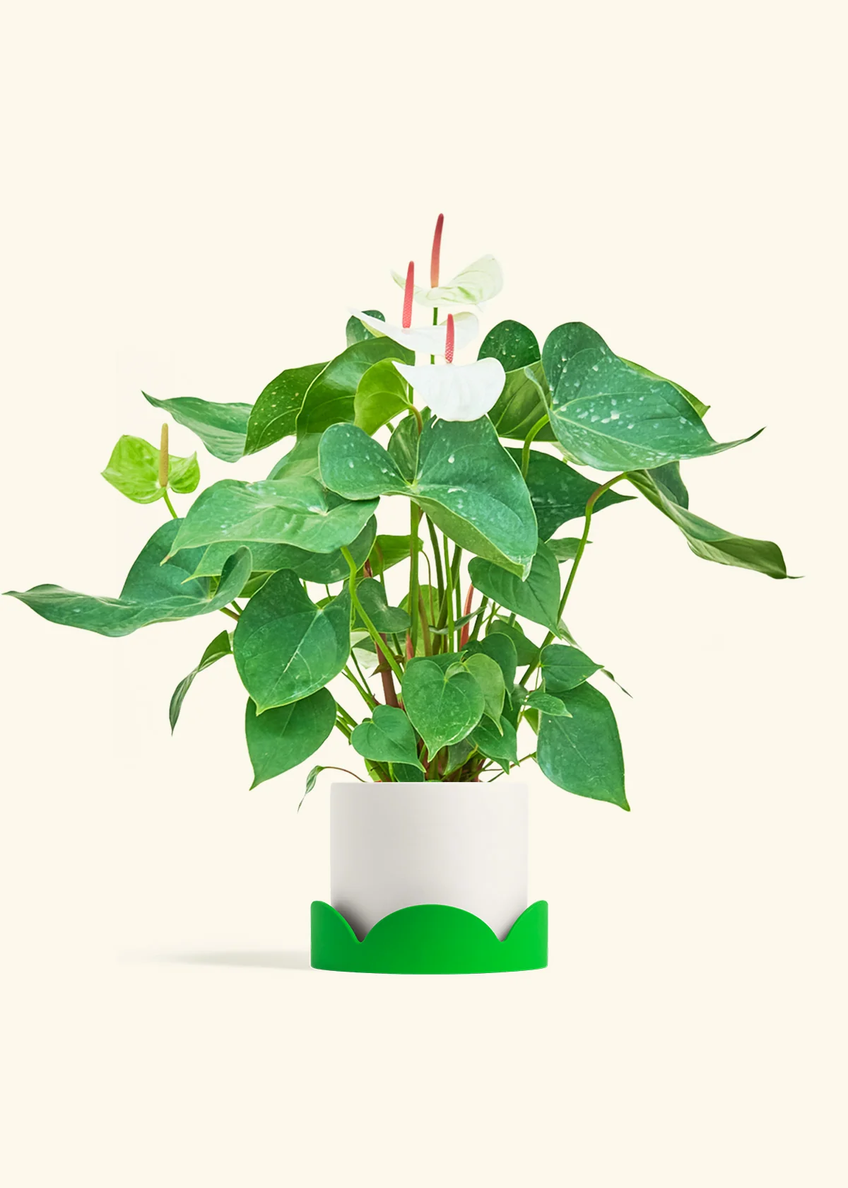 Anthurium 'White Flamingo', Medium - Image 21