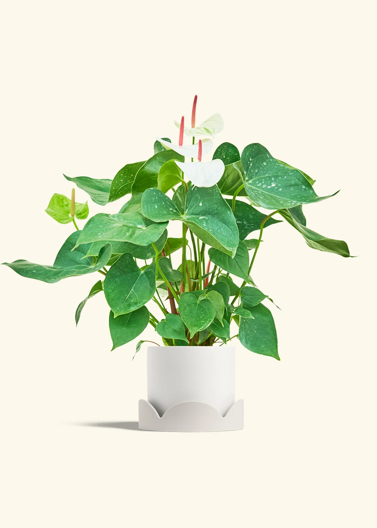 Anthurium 'White Flamingo', Medium - Image 22