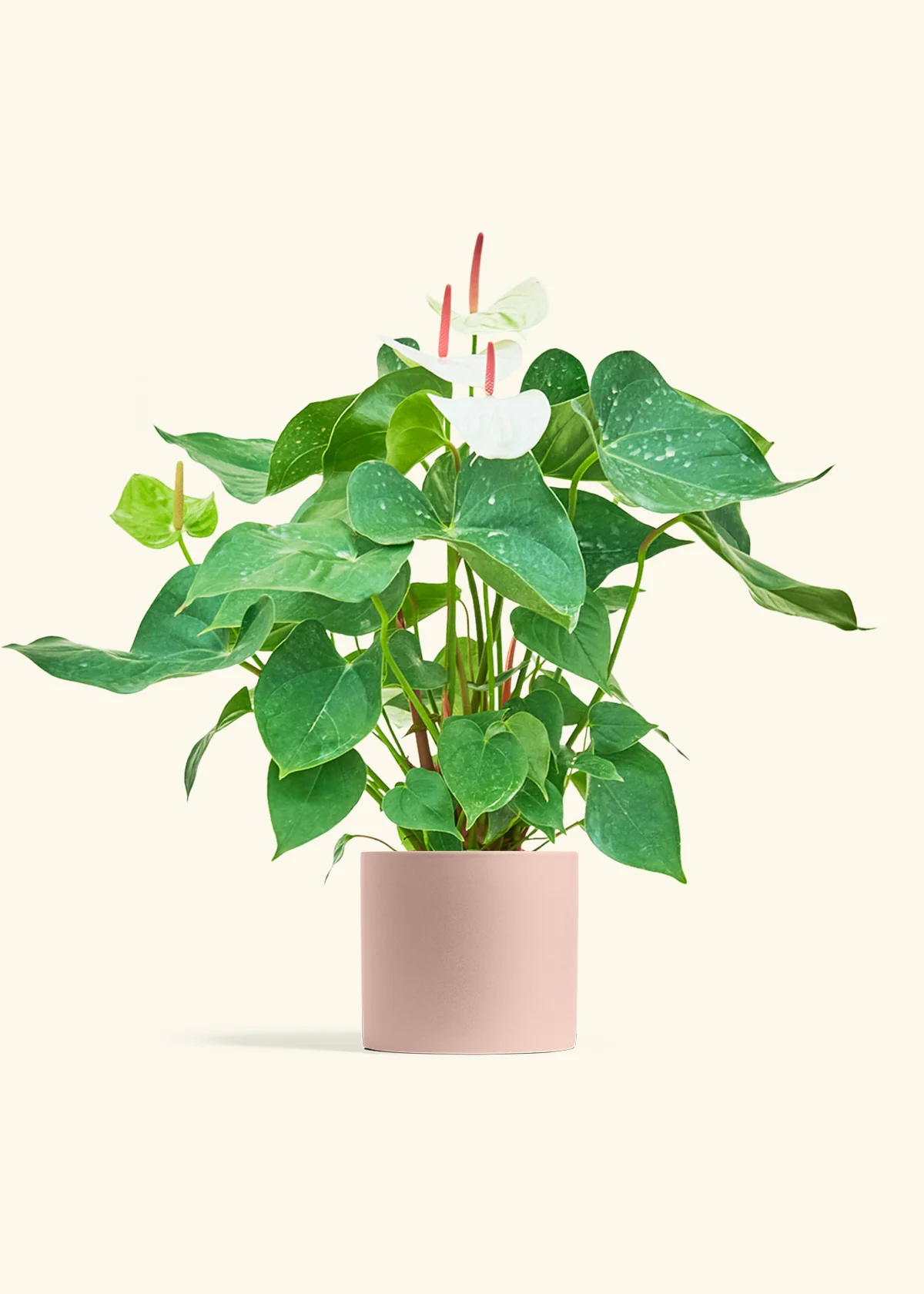 Anthurium 'White Flamingo', Medium - Image 24