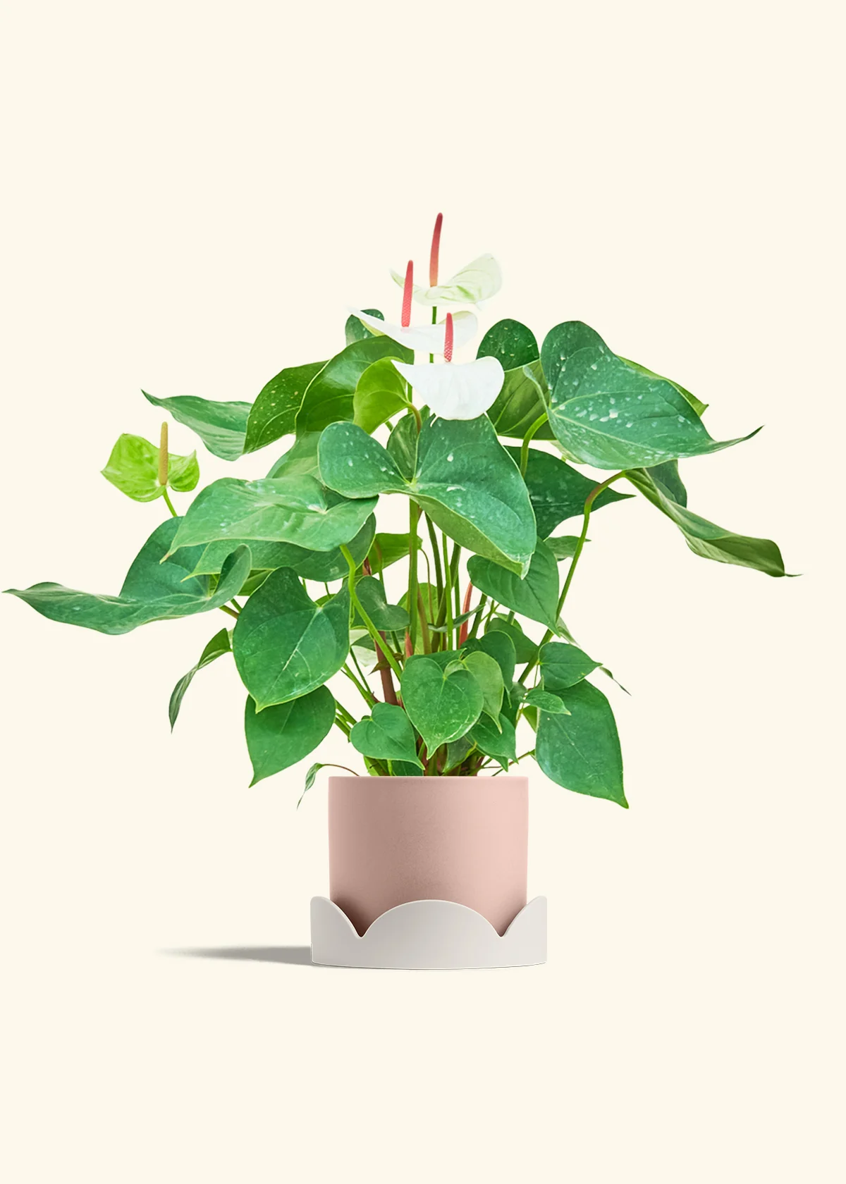 Anthurium 'White Flamingo', Medium - Image 26