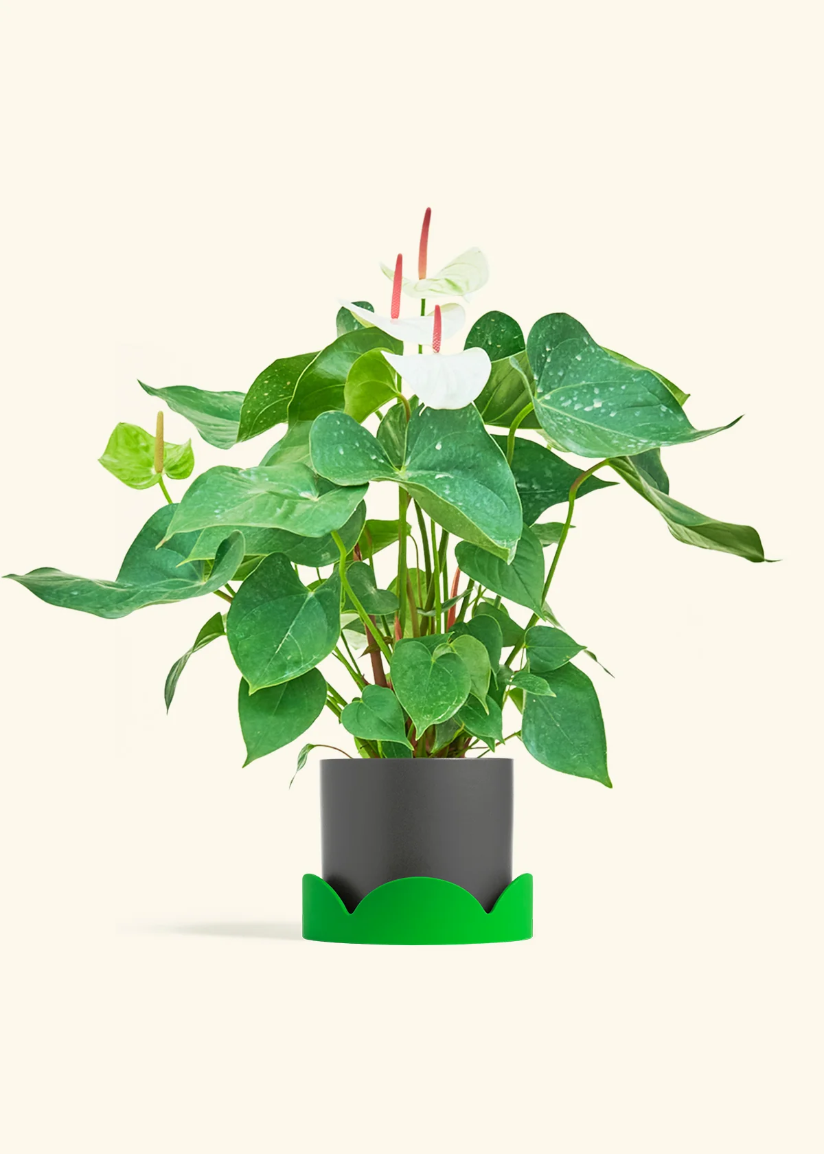 Anthurium 'White Flamingo', Medium - Image 29