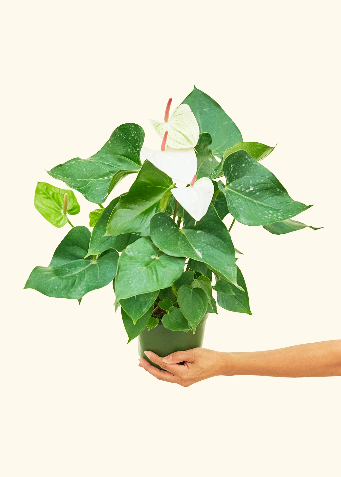Anthurium 'White Flamingo', Medium - Image 3