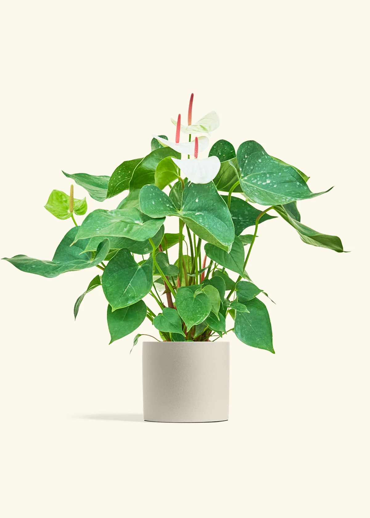 Anthurium 'White Flamingo', Medium - Image 32