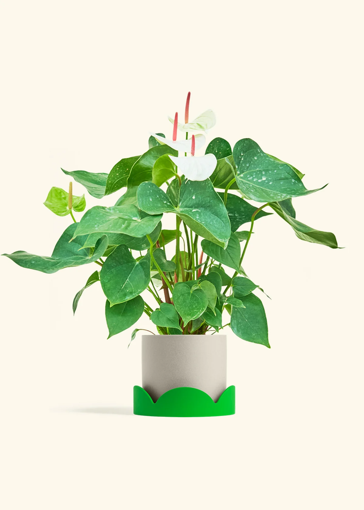 Anthurium 'White Flamingo', Medium - Image 33
