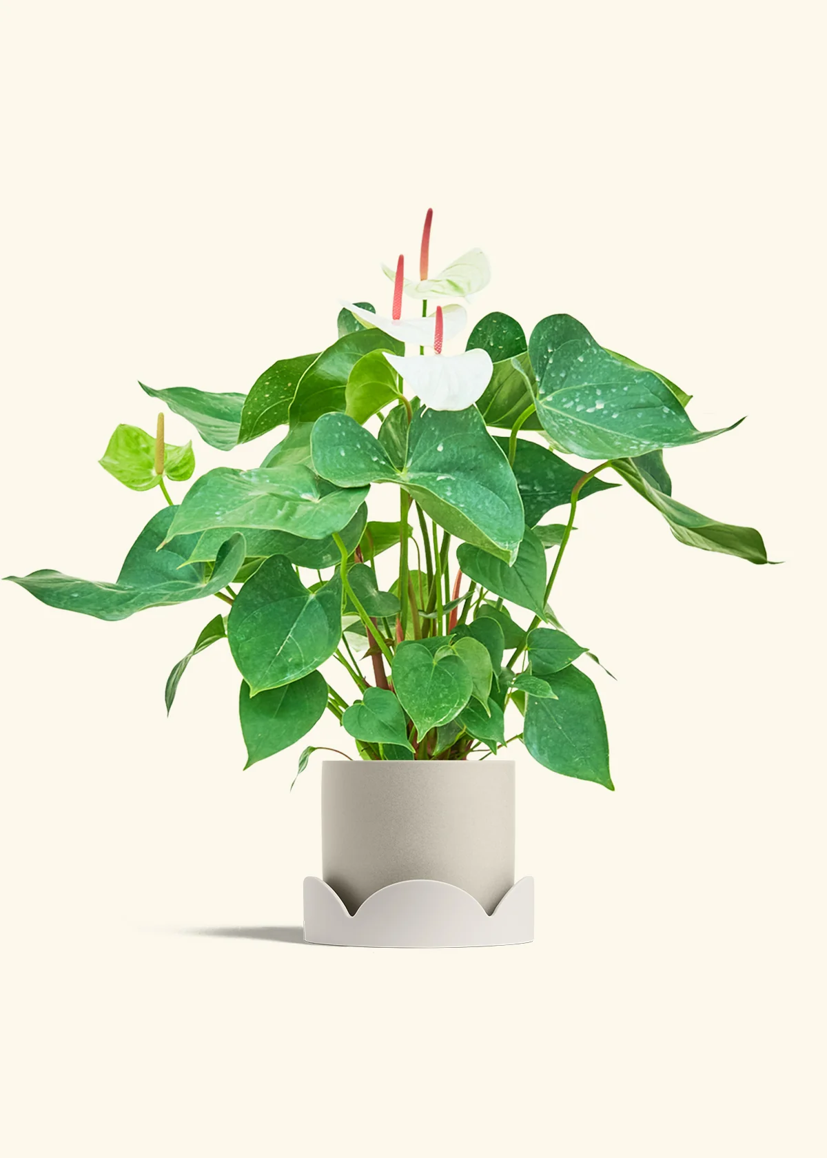 Anthurium 'White Flamingo', Medium - Image 34