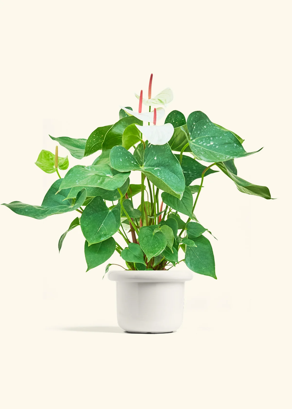 Anthurium 'White Flamingo', Medium - Image 4