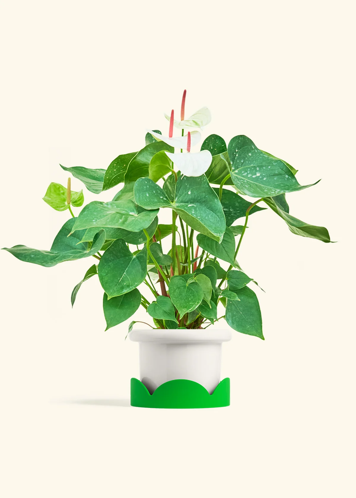 Anthurium 'White Flamingo', Medium - Image 5