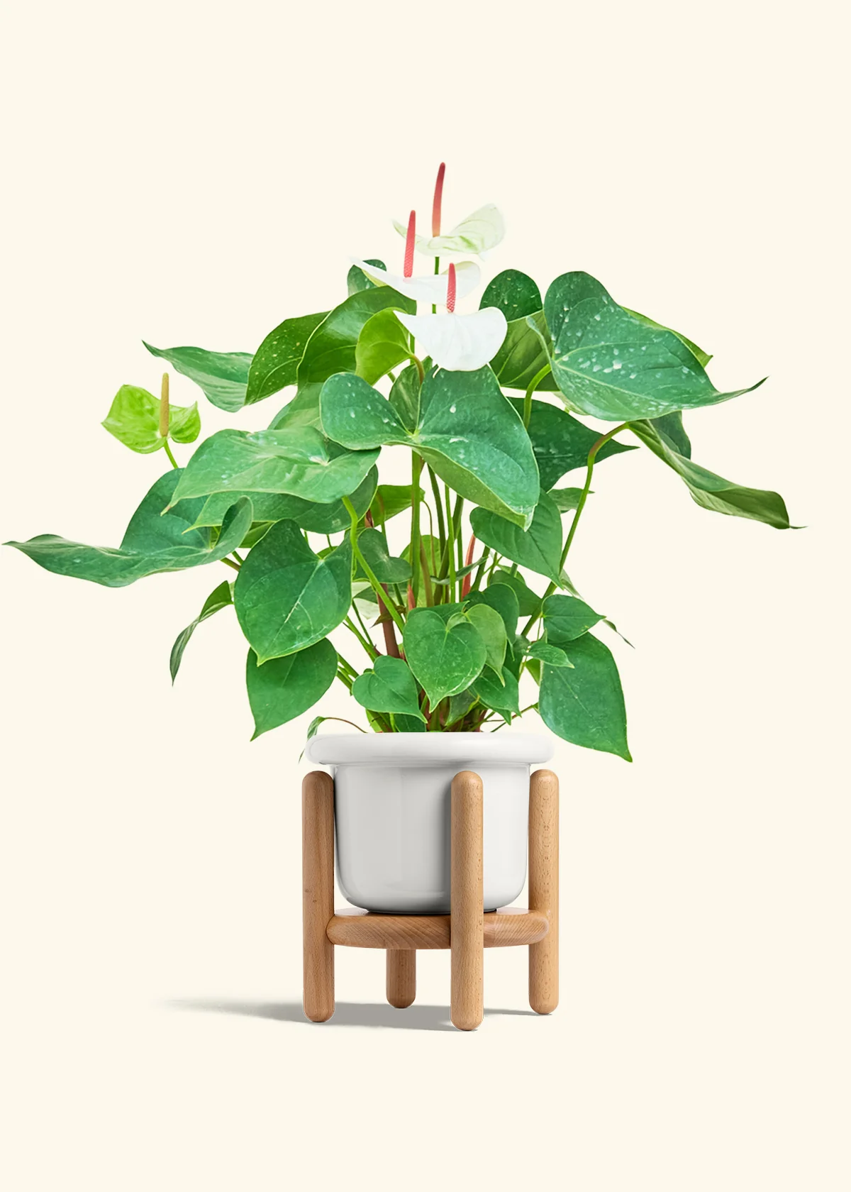 Anthurium 'White Flamingo', Medium - Image 7