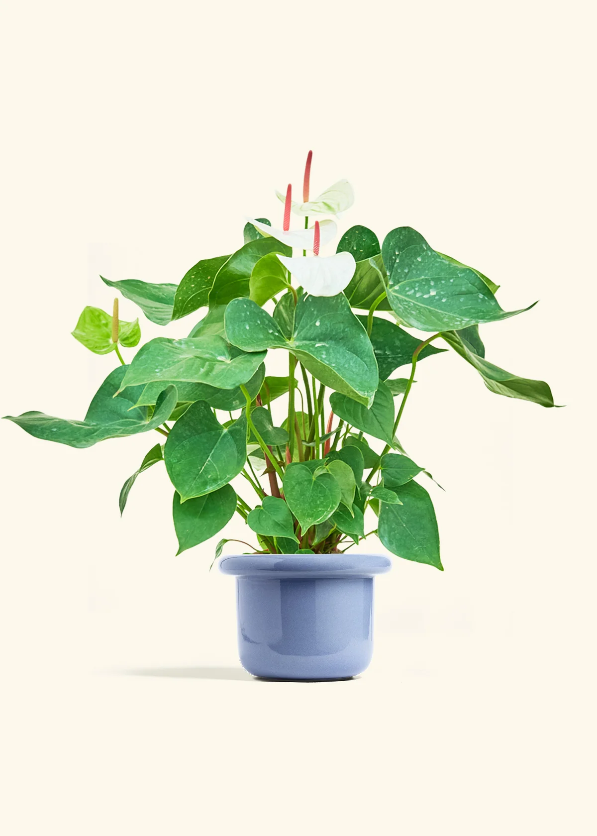 Anthurium 'White Flamingo', Medium - Image 8