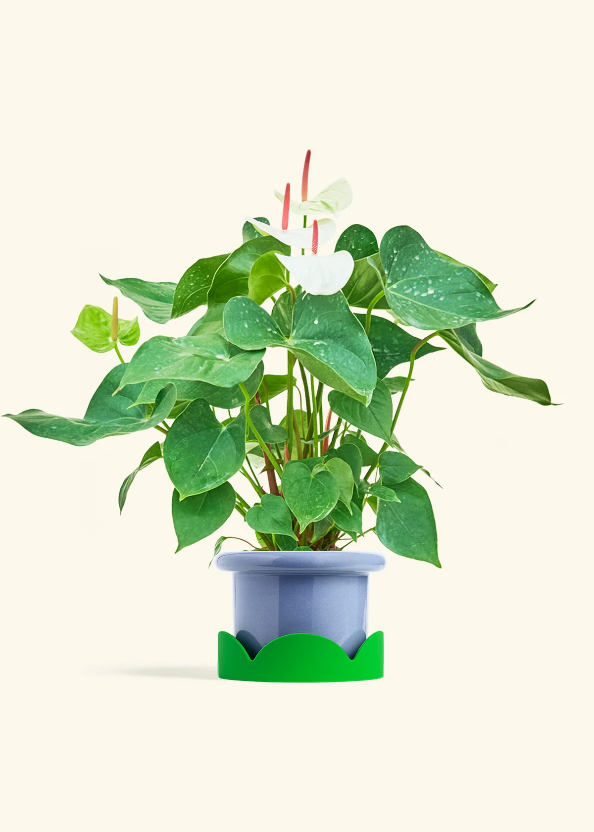 Anthurium 'White Flamingo', Medium - Image 9