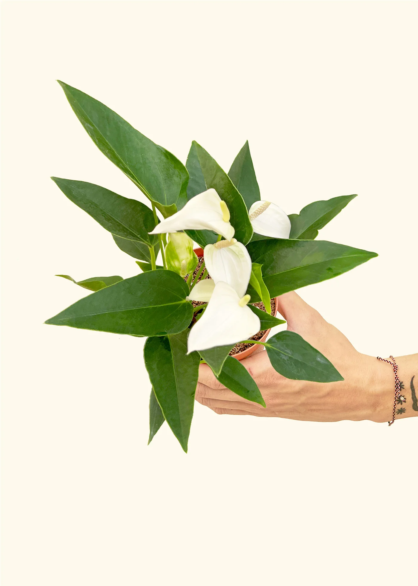 Anthurium 'White Flamingo', Small - Image 3