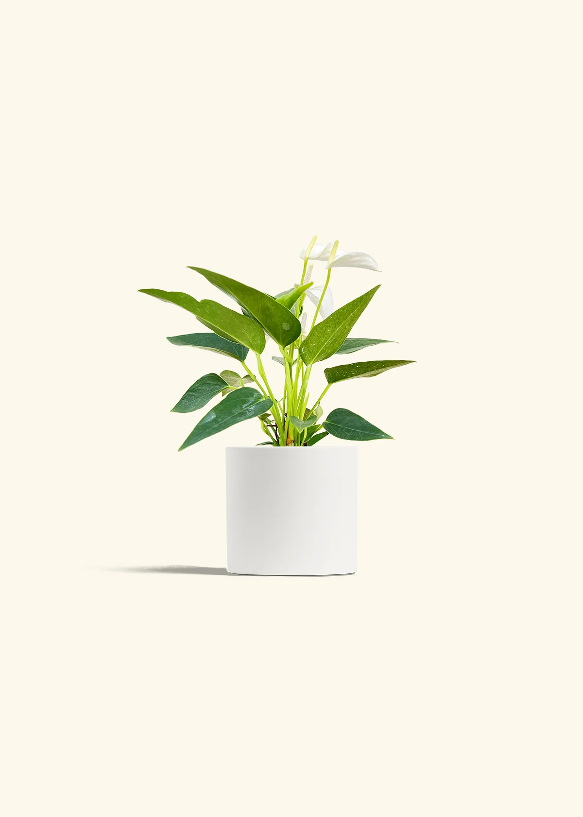 Anthurium 'White Flamingo', Small - Image 4