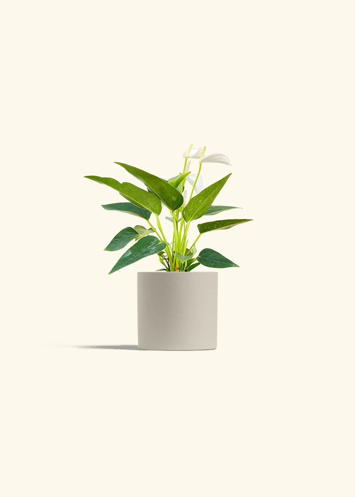Anthurium 'White Flamingo', Small - Image 7