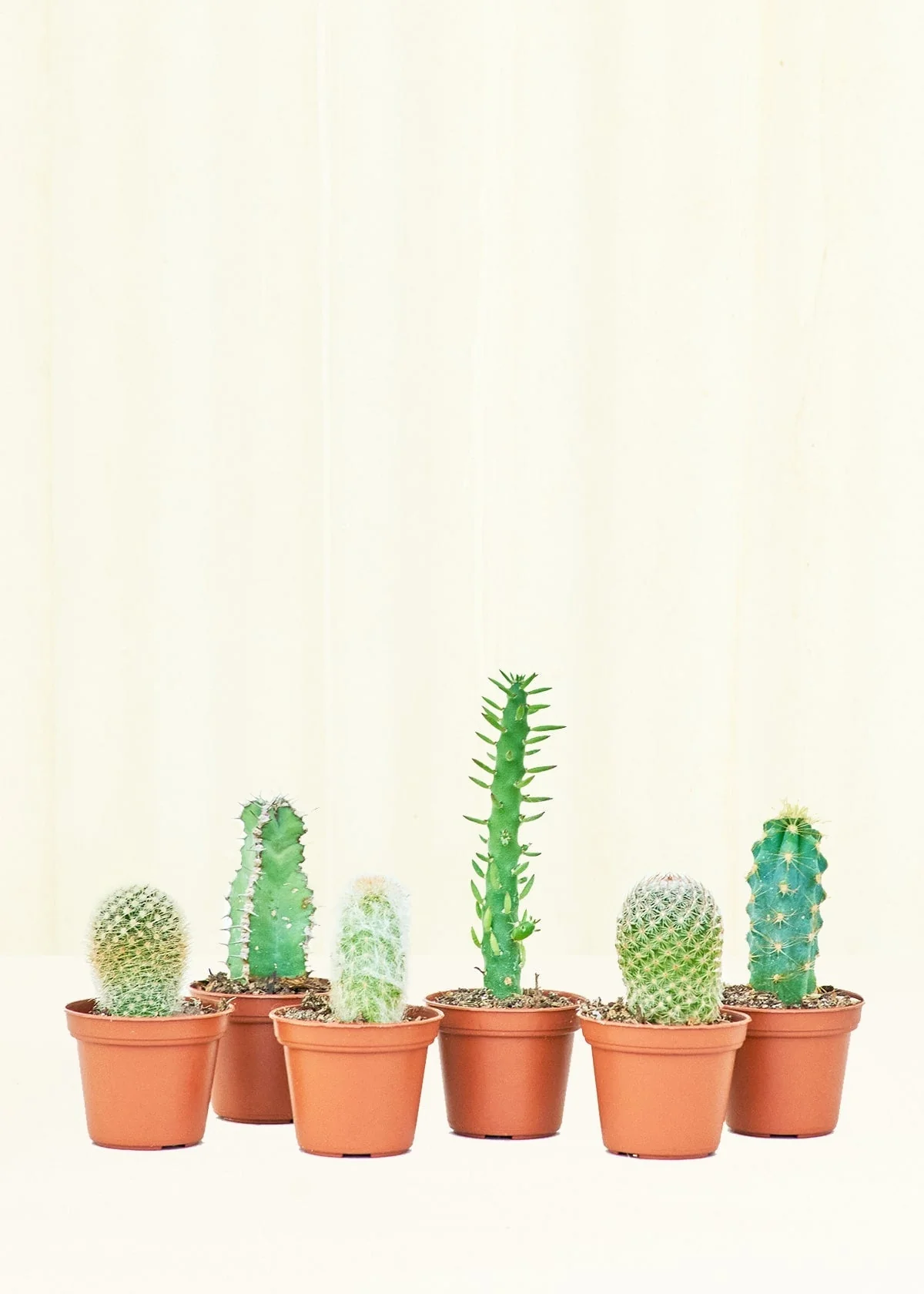 Baby Cactus Trio - Image 3
