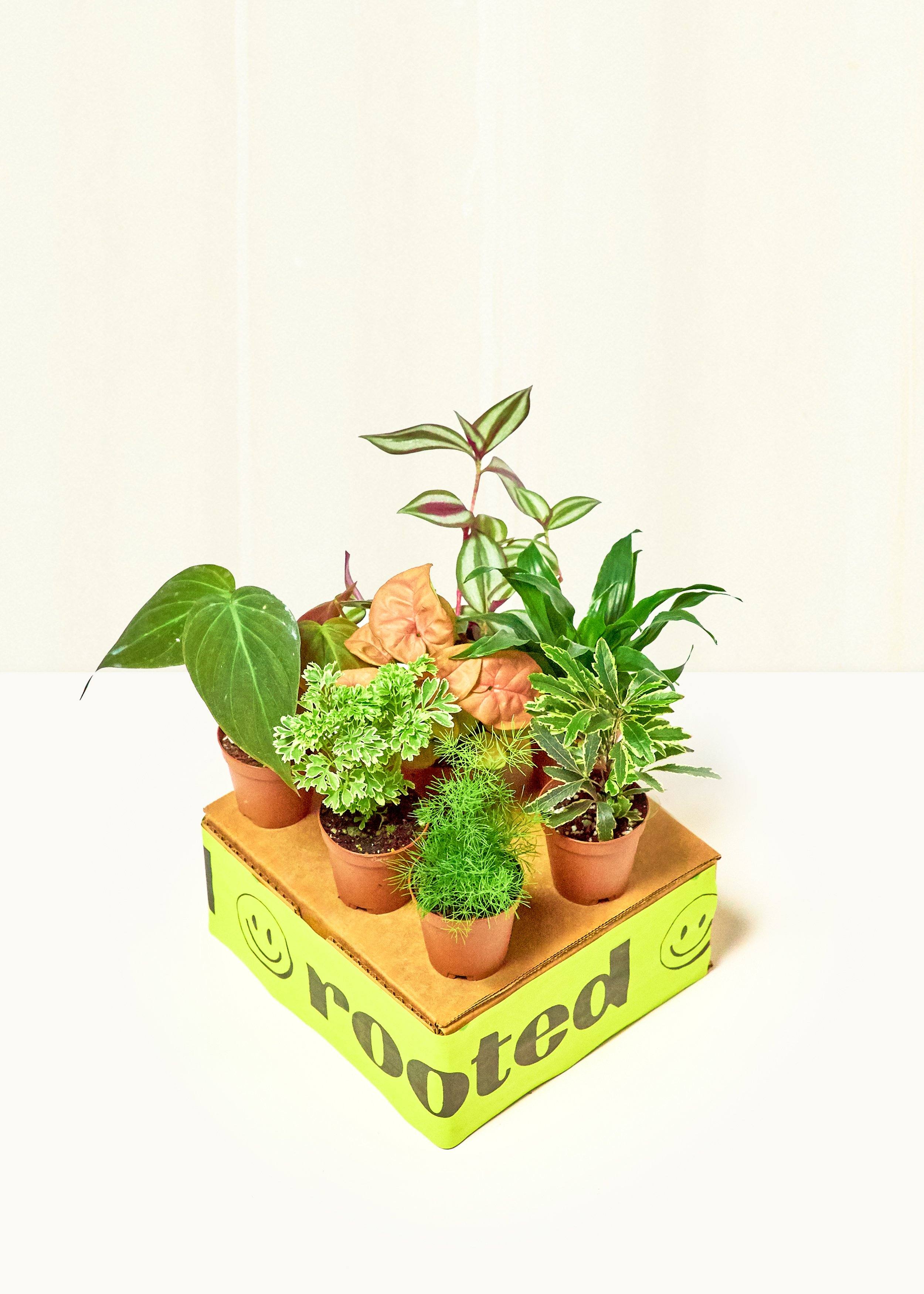 Baby Jungle Trio - Image 3