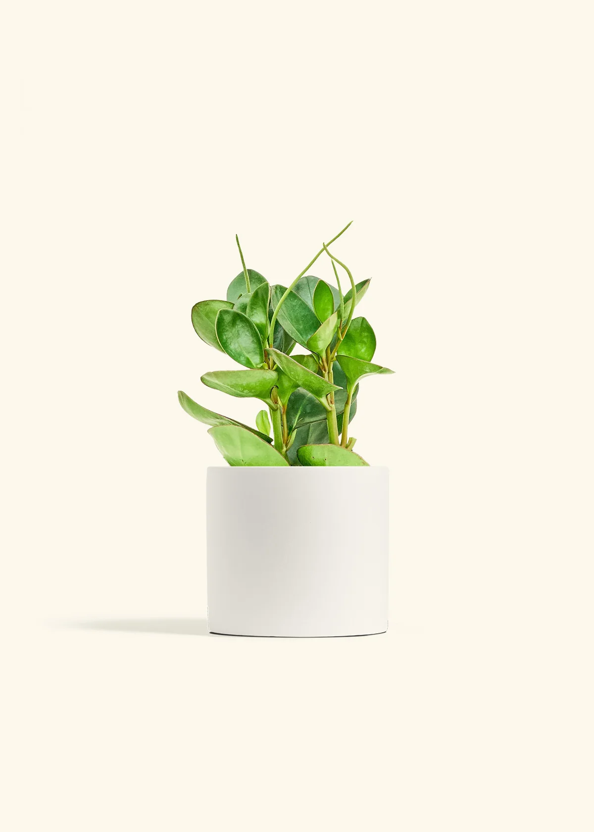 Baby Rubber Plant, Medium - Image 4