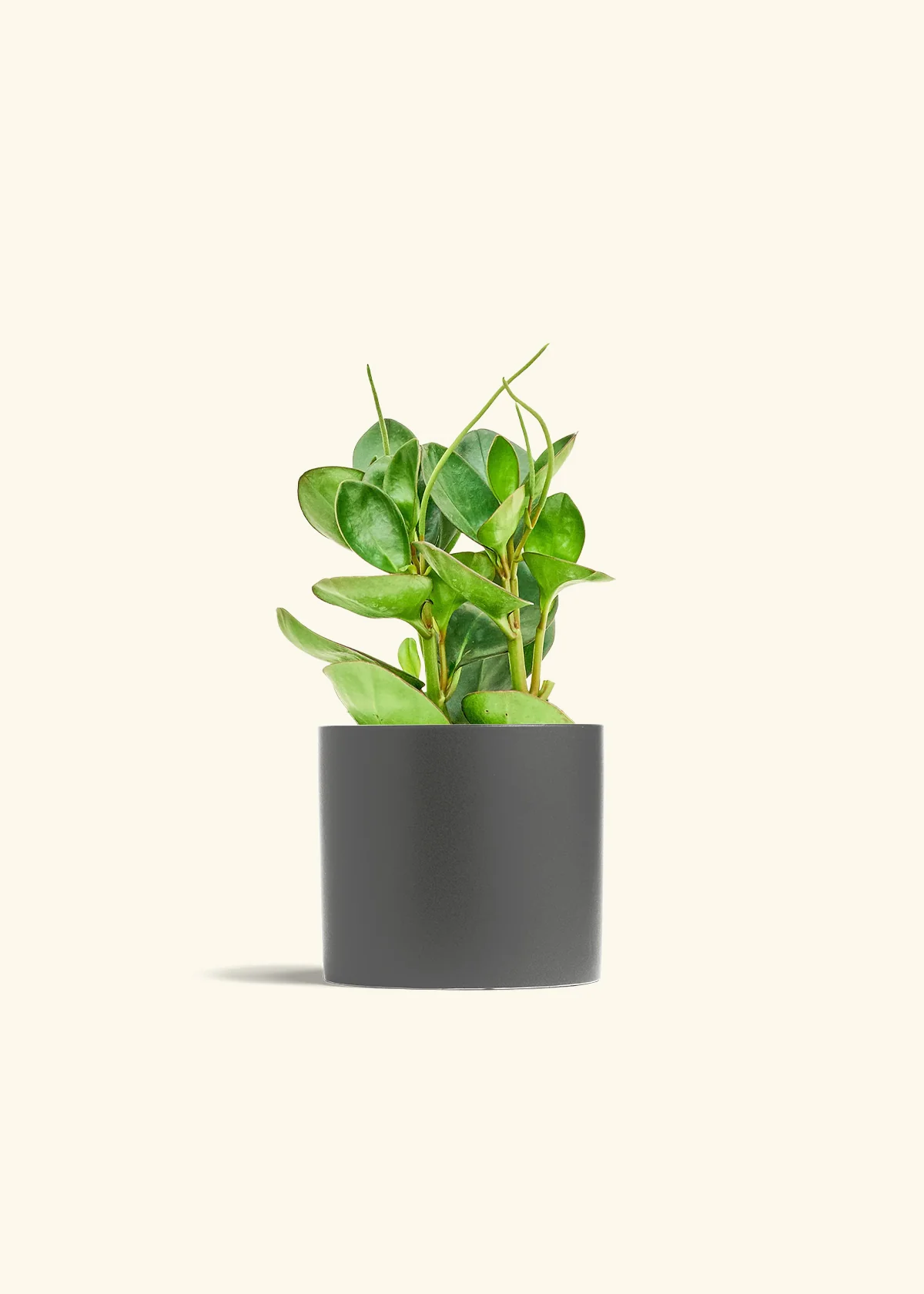 Baby Rubber Plant, Medium - Image 6