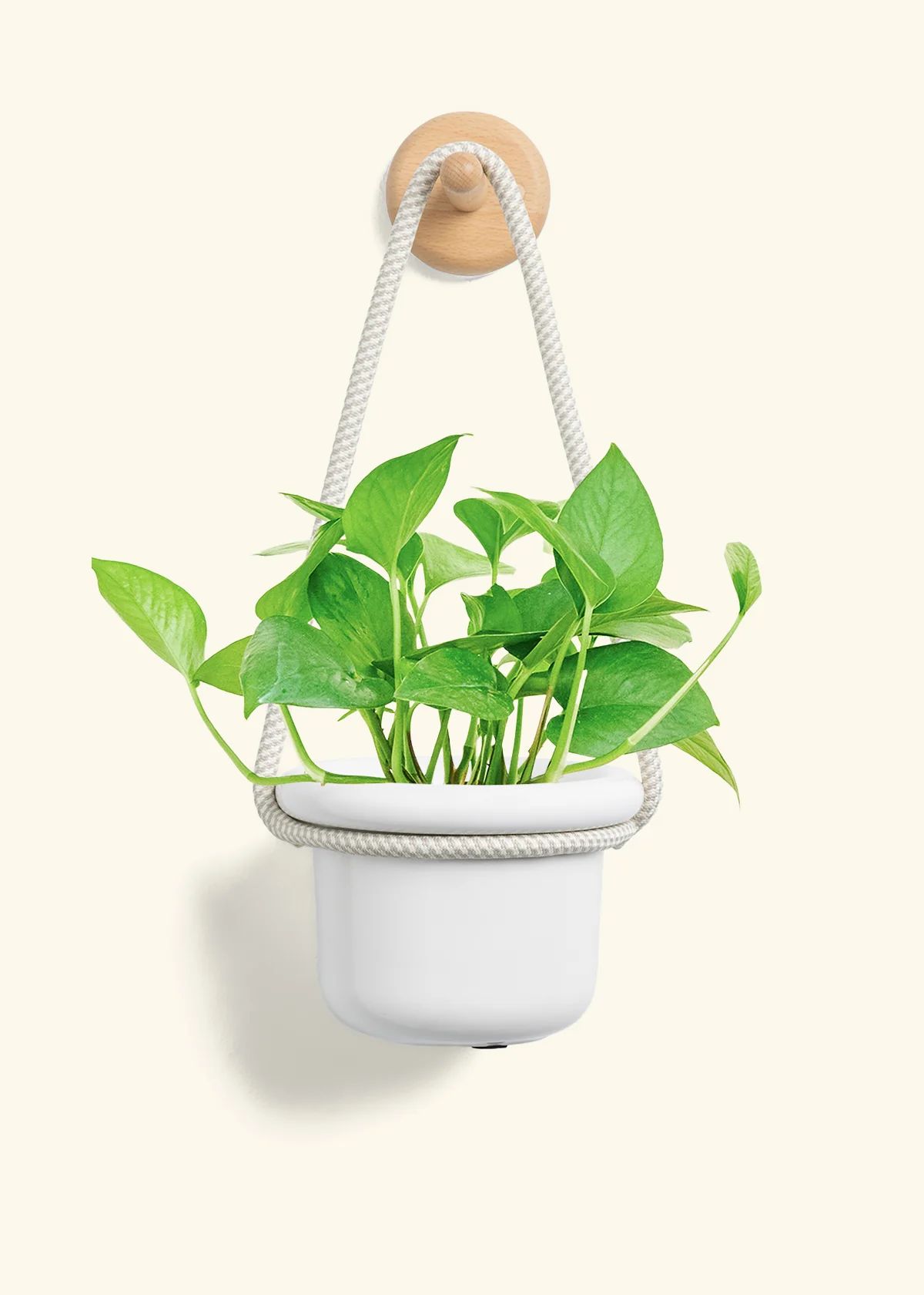 Beech Wood Wall Mount - Image 6