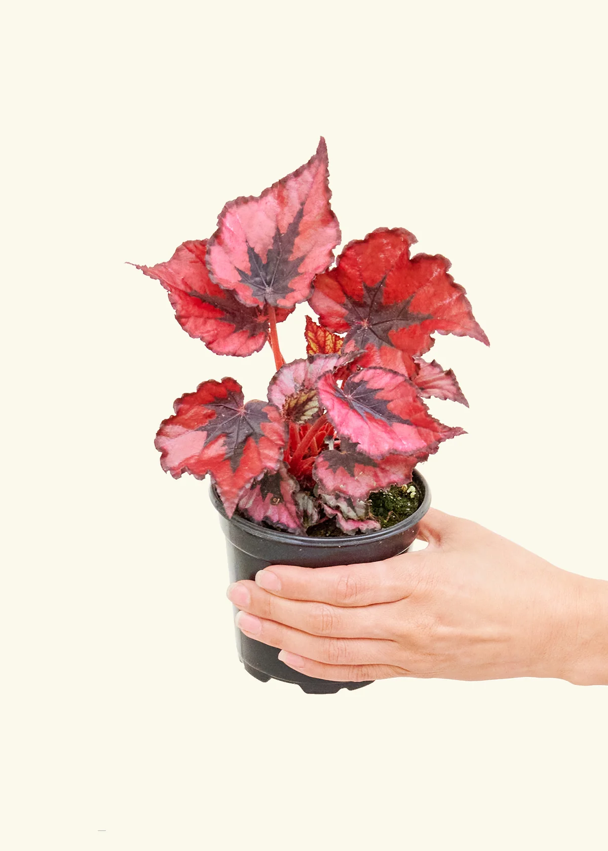 Begonia 'Red Robin' - Image 3
