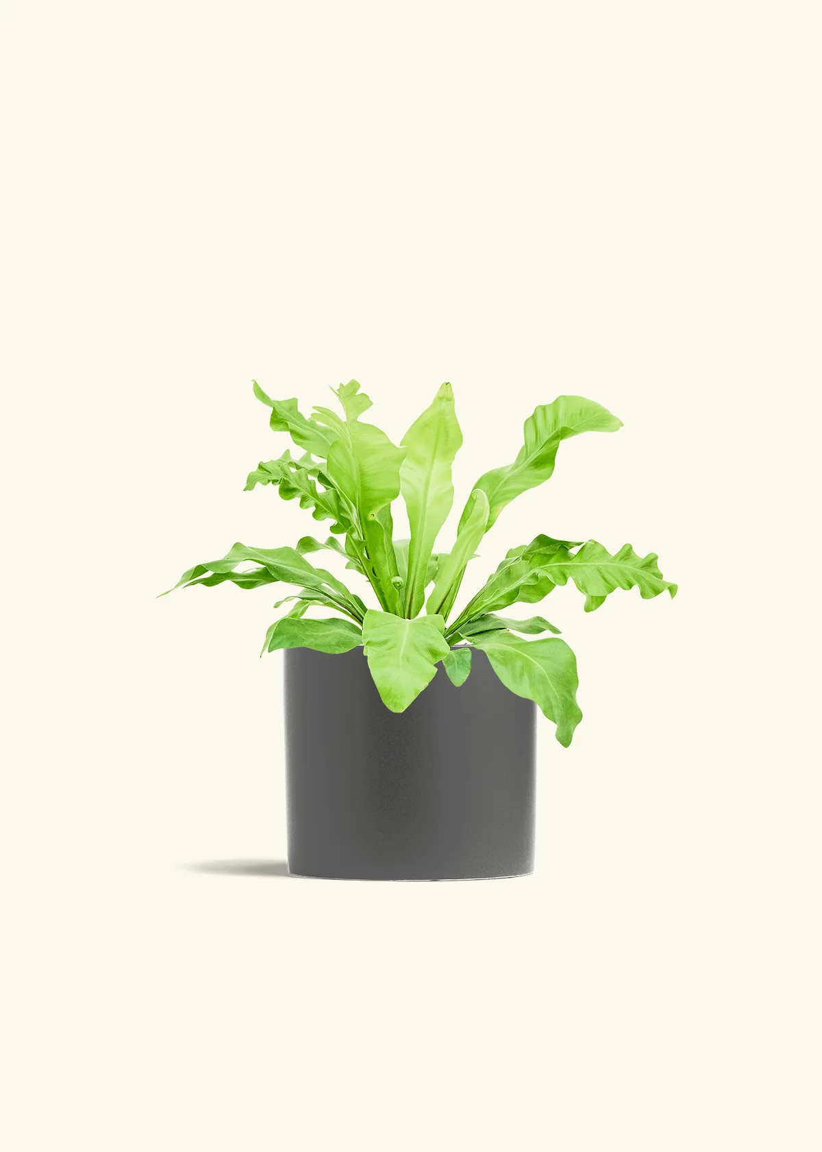 Bird's Nest Fern, Medium - Image 5