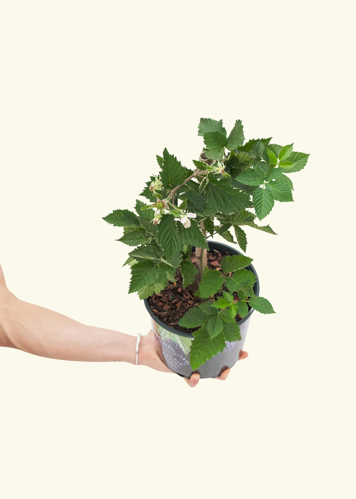 Blackberry Bush, Large - Image 3