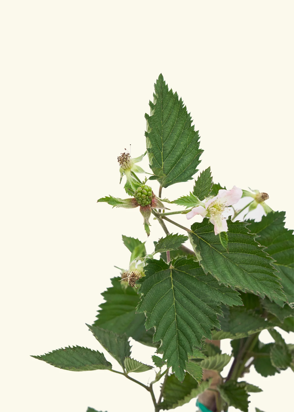 Blackberry Bush, Large - Image 4