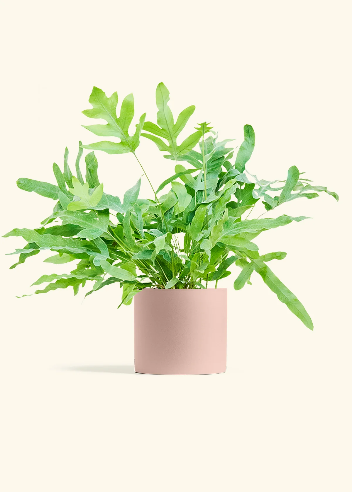 Blue Star Fern, Medium - Image 5