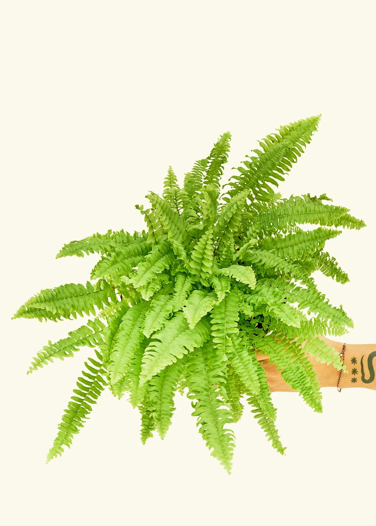 Boston Fern, Medium - Image 3
