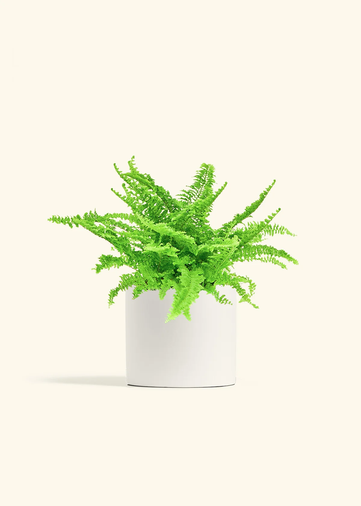 Boston Fern, Medium - Image 4