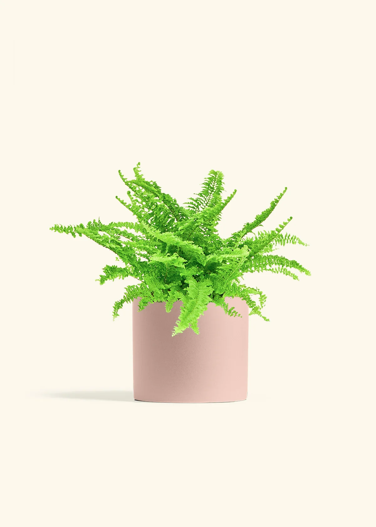 Boston Fern, Medium - Image 5