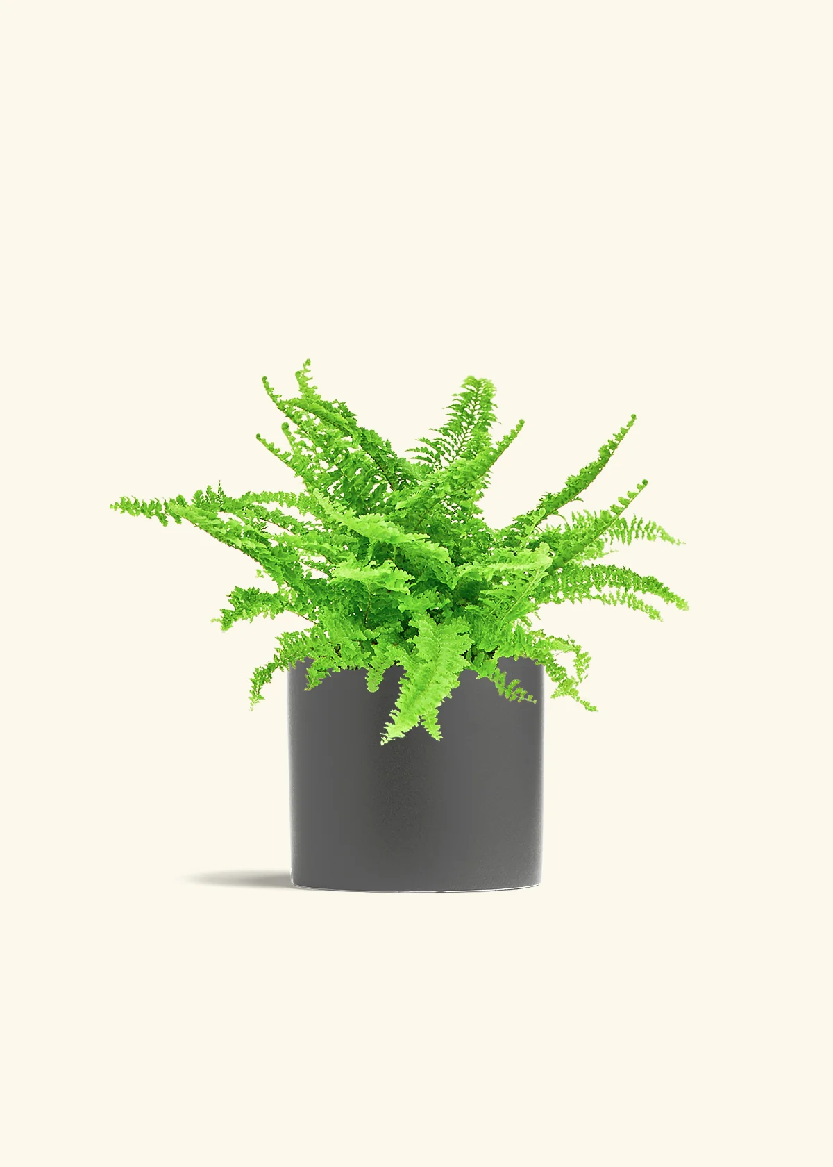 Boston Fern, Medium - Image 6