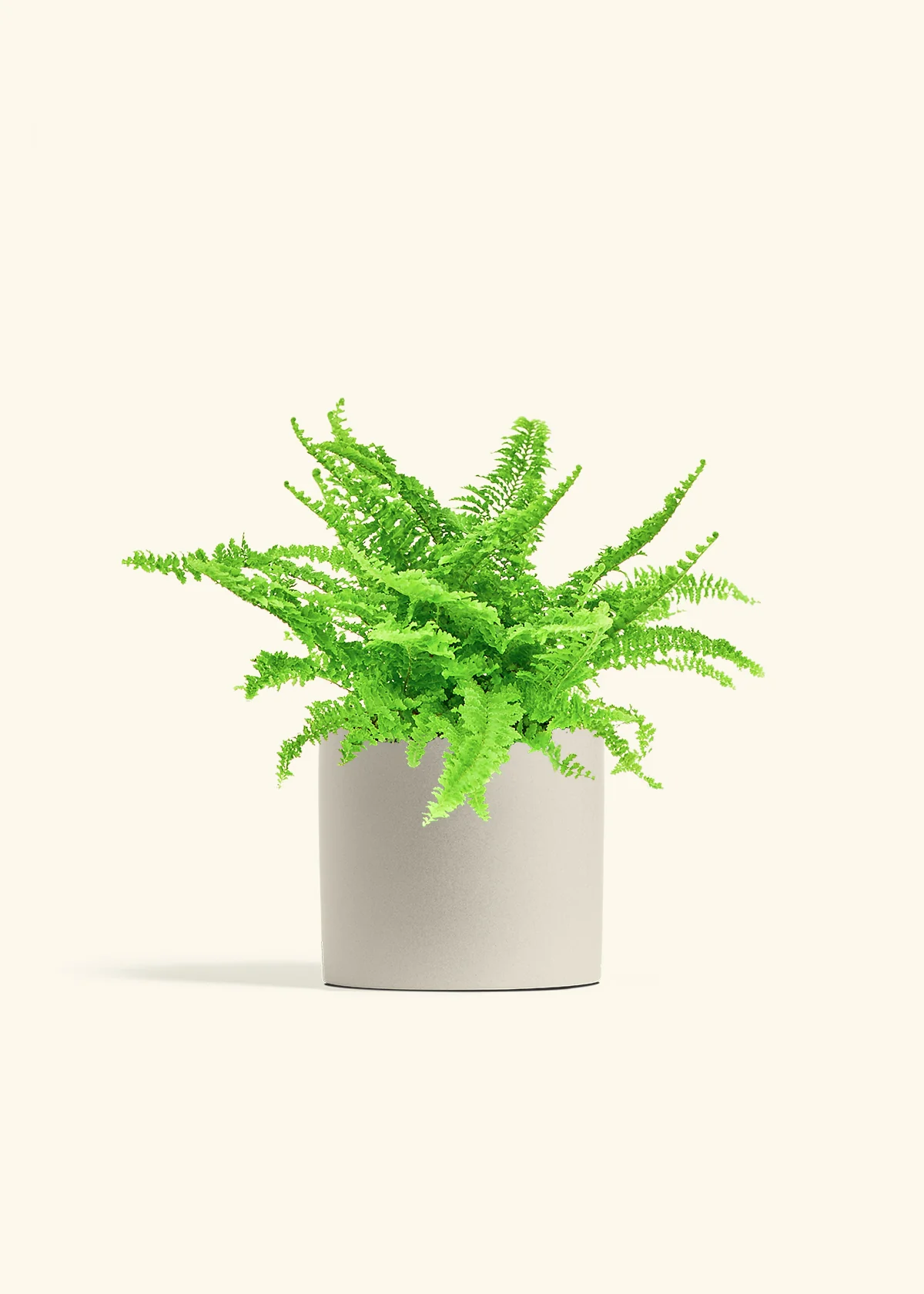 Boston Fern, Medium - Image 7