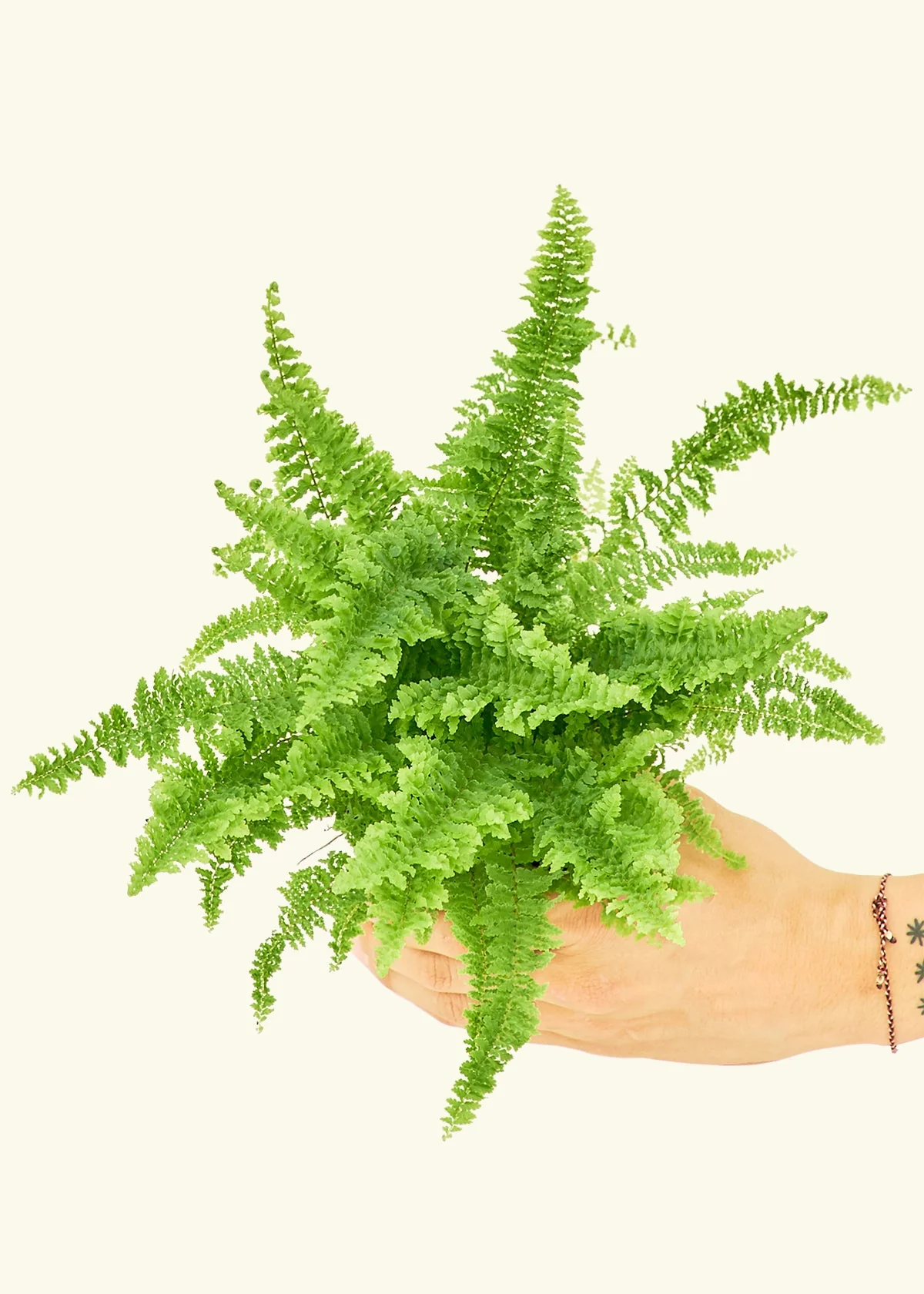 Boston Fern, Small - Image 3