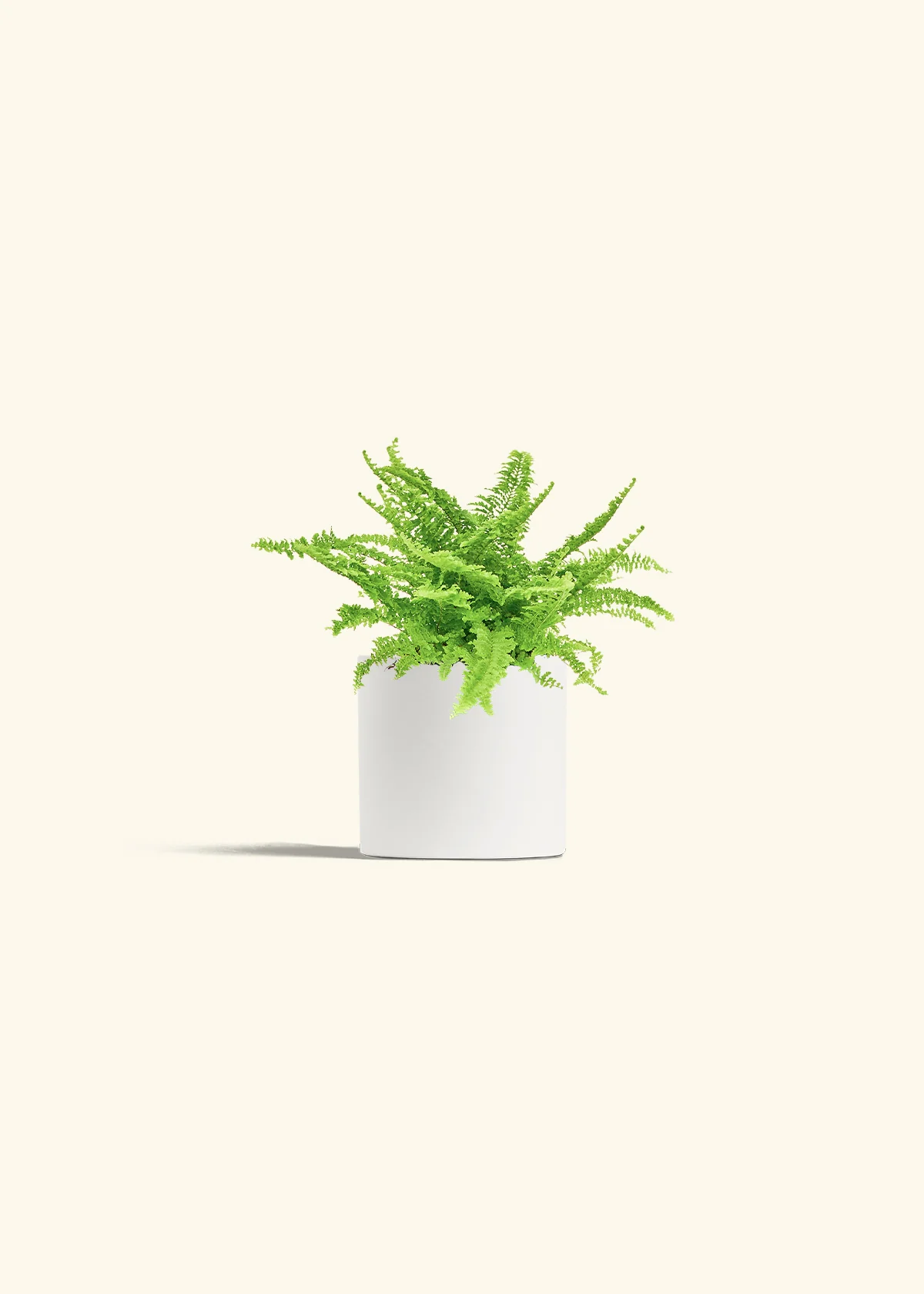 Boston Fern, Small - Image 4