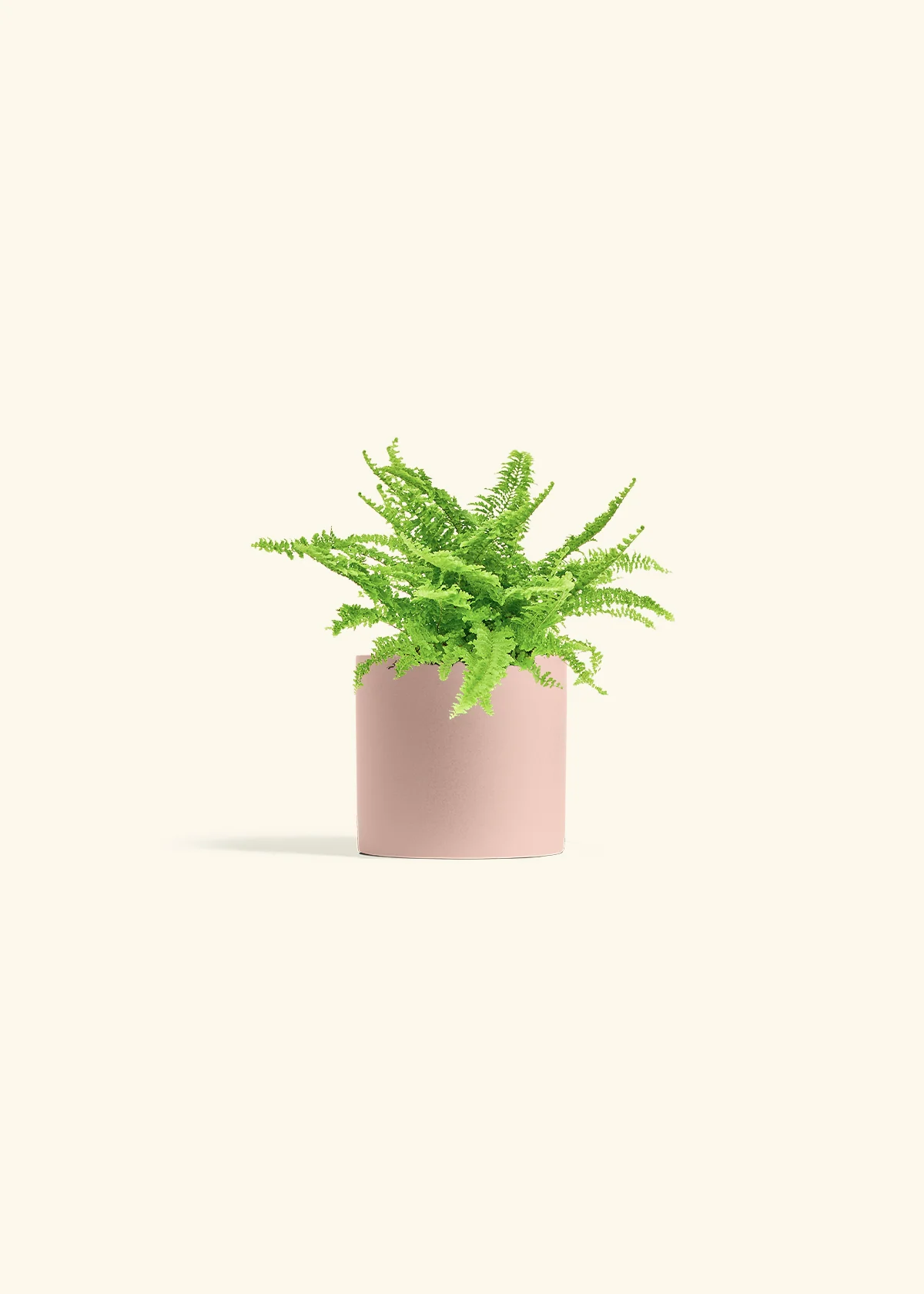 Boston Fern, Small - Image 5