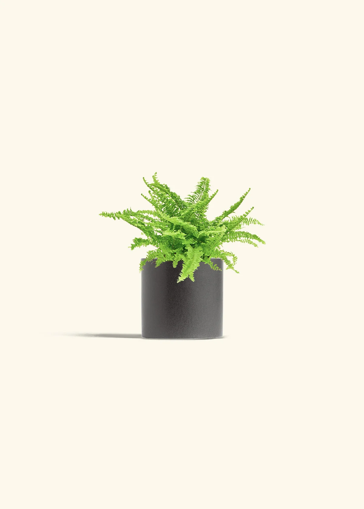 Boston Fern, Small - Image 6