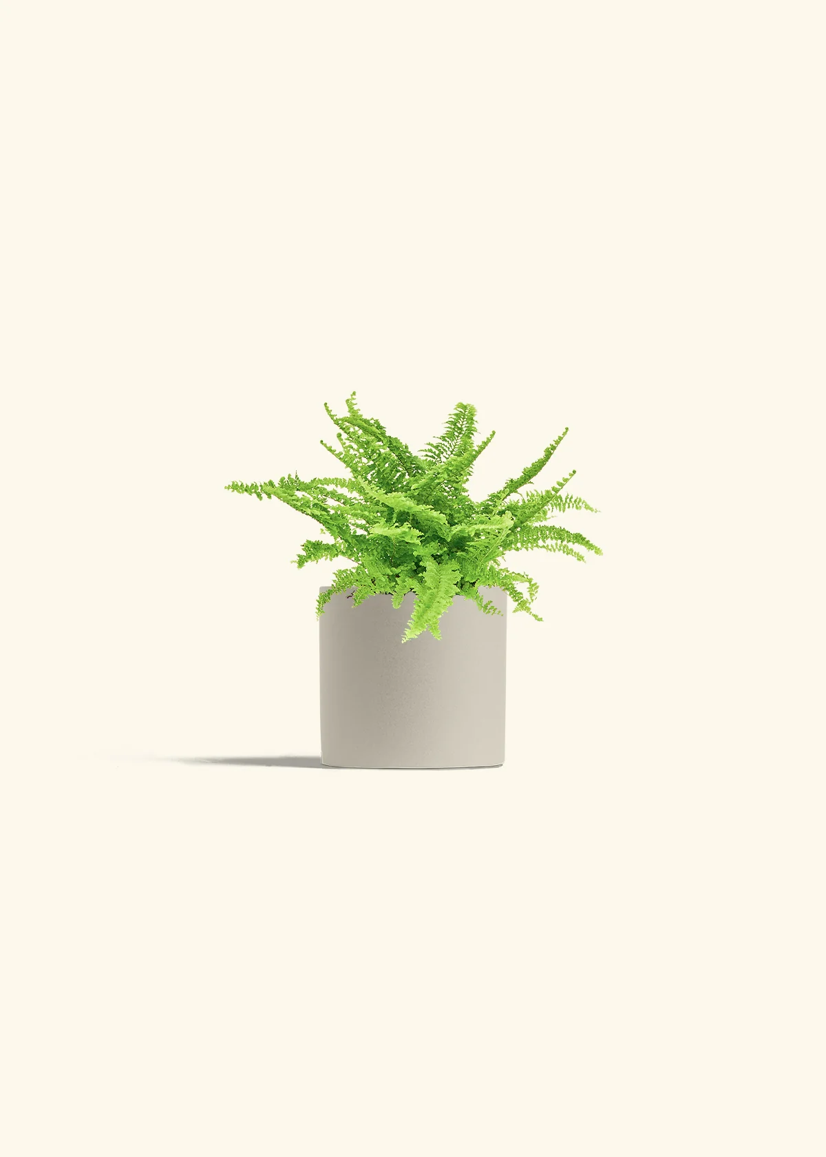 Boston Fern, Small - Image 7