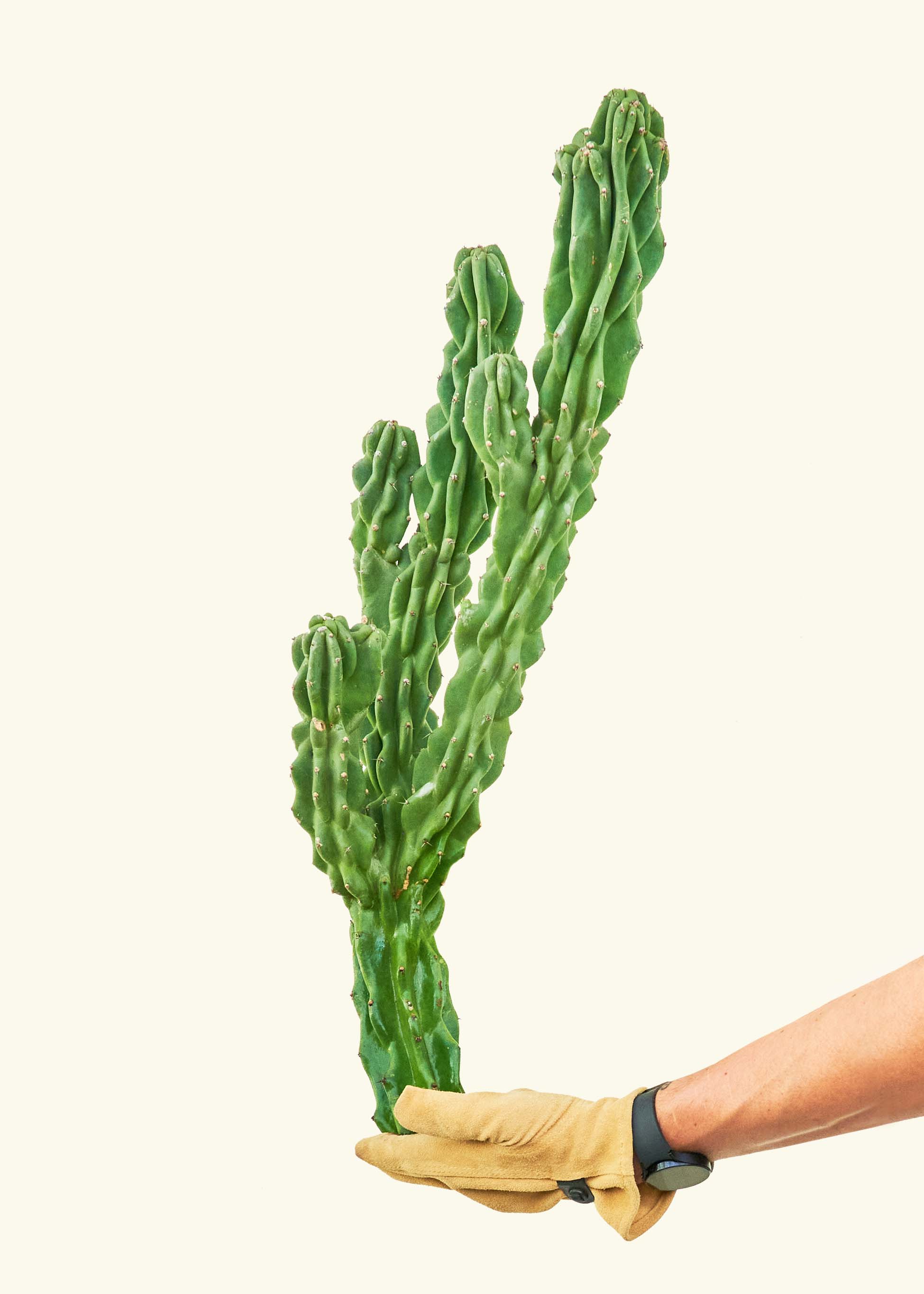 Monstrose Cactus - Image 3