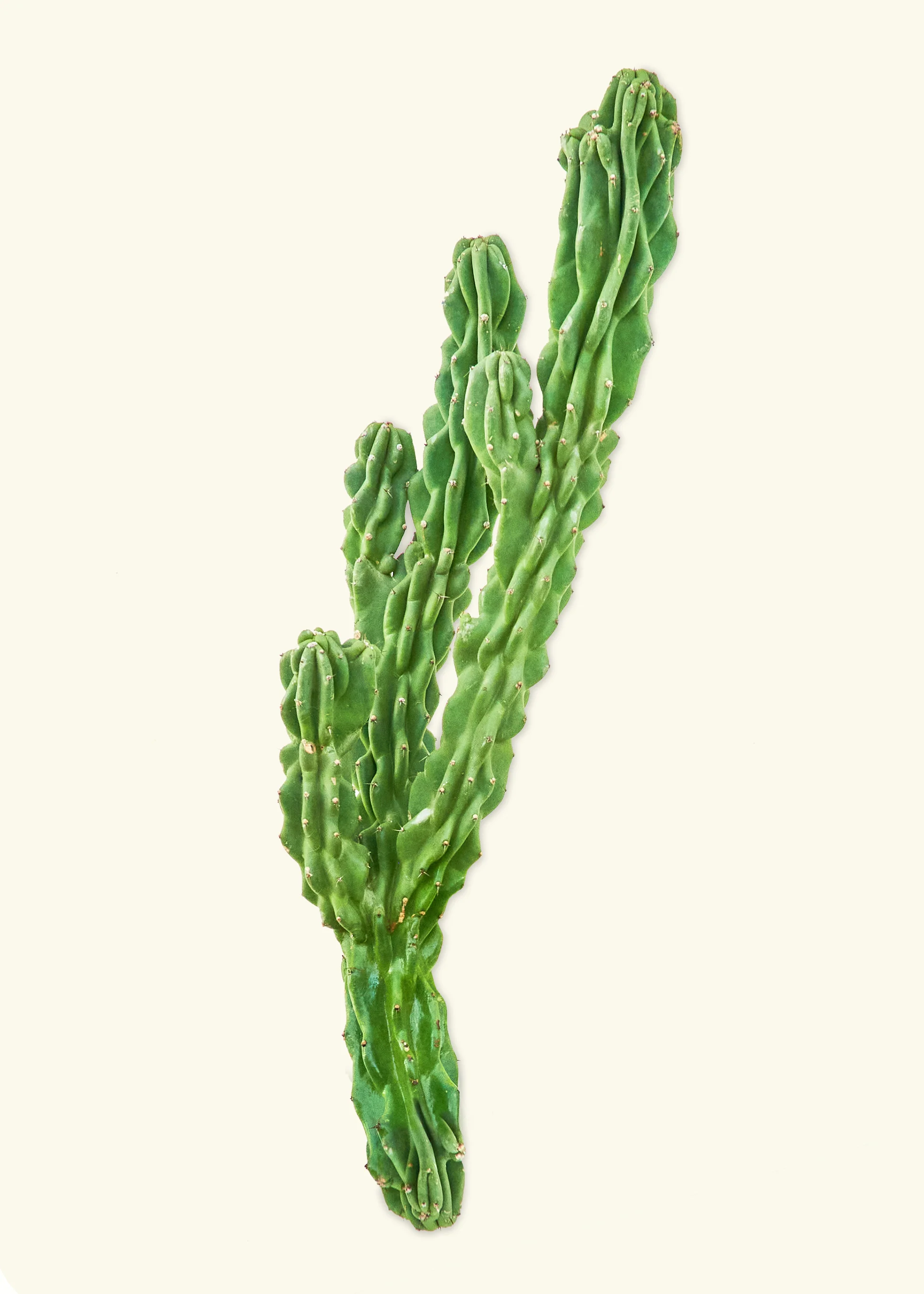 Monstrose Cactus - Image 5