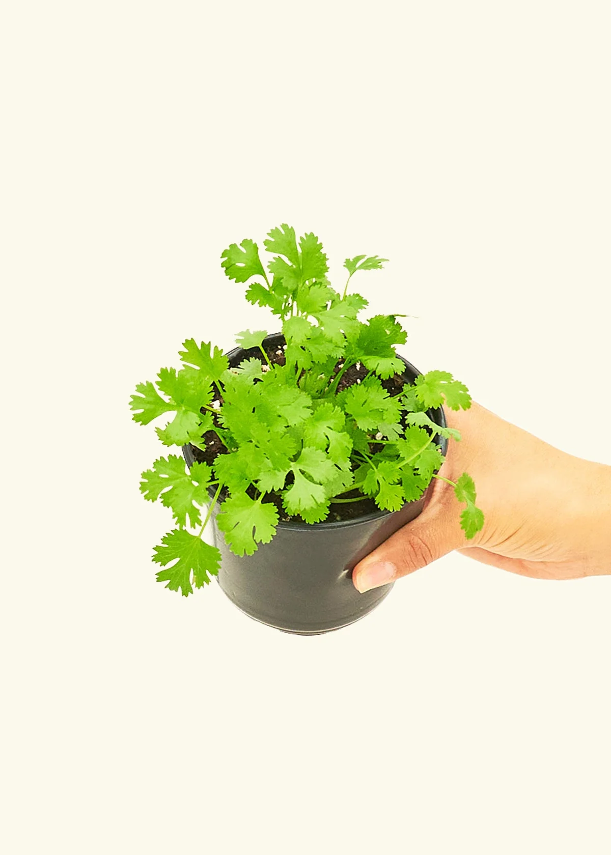 Cilantro, Small - Image 3